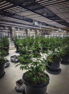 Illegal grow operation uncovered